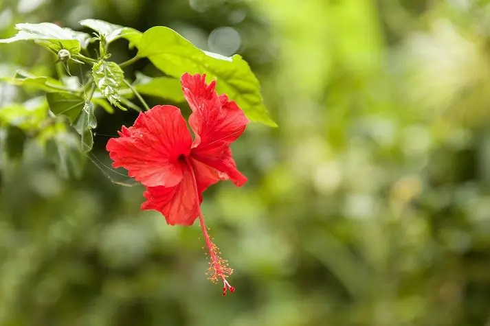 Kingdom Plantae: A Comprehensive Overview of the Plant Kingdom 7 Angiosperms (Flowering Plants)