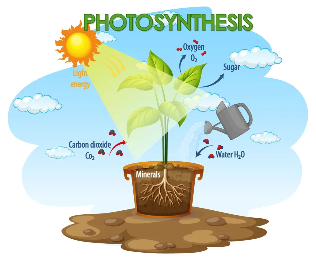 Autotrophic Nutrition: An In-Depth Exploration 1 Autotrophic Nutrition An In Depth Exploration (Photosynthesis)