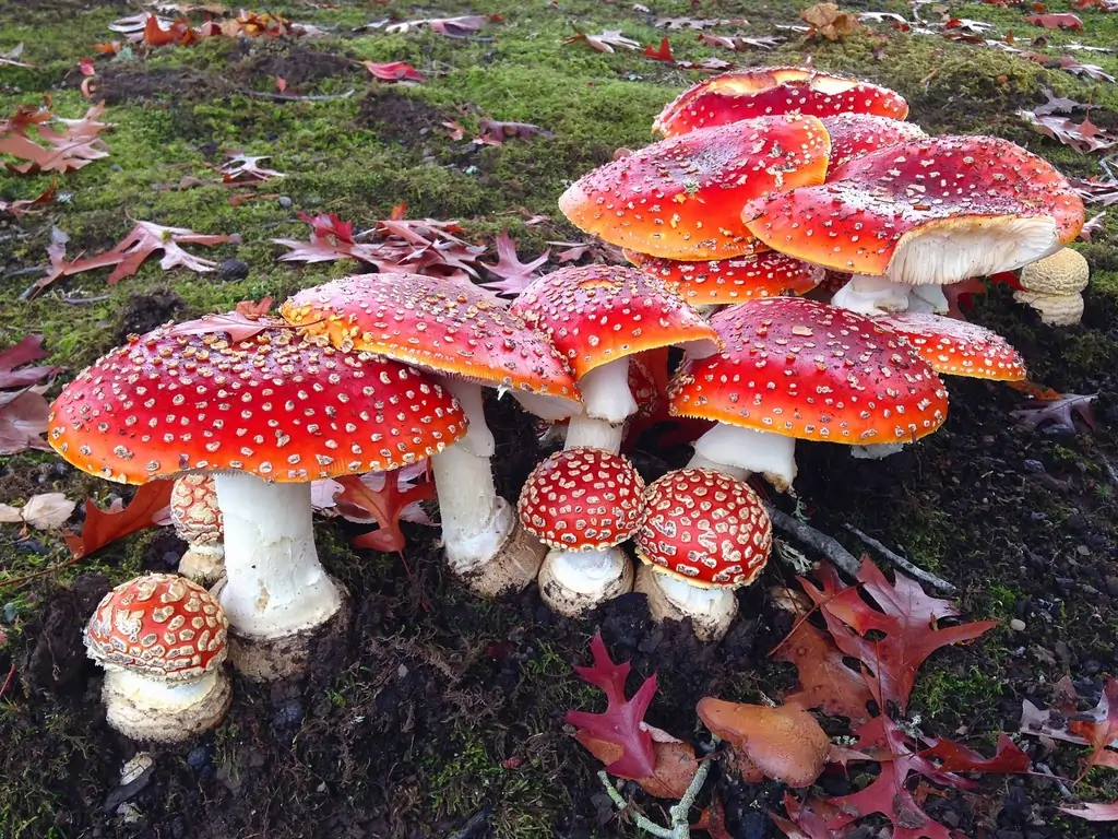 Basidiomycetes: A Comprehensive Study of Club Fungi 1 Basidiomycetes
