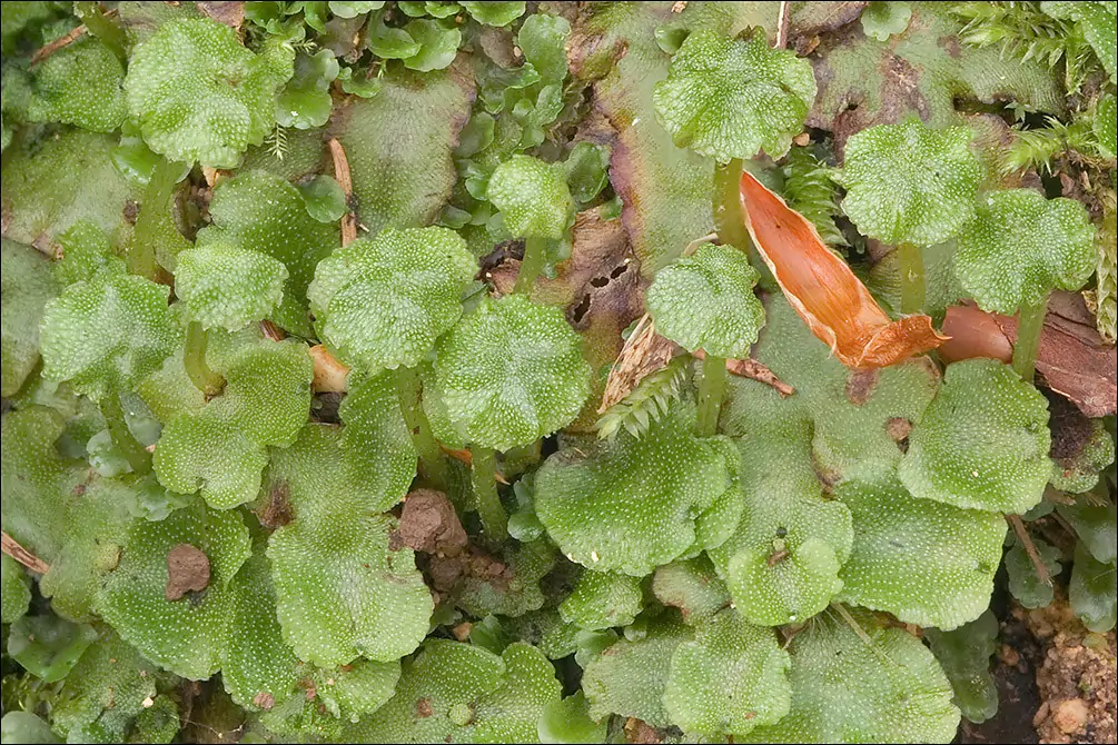 Kingdom Plantae: A Comprehensive Overview of the Plant Kingdom 3 Bryophytes (Non-vascular plants) Classification of Kingdom Plantae