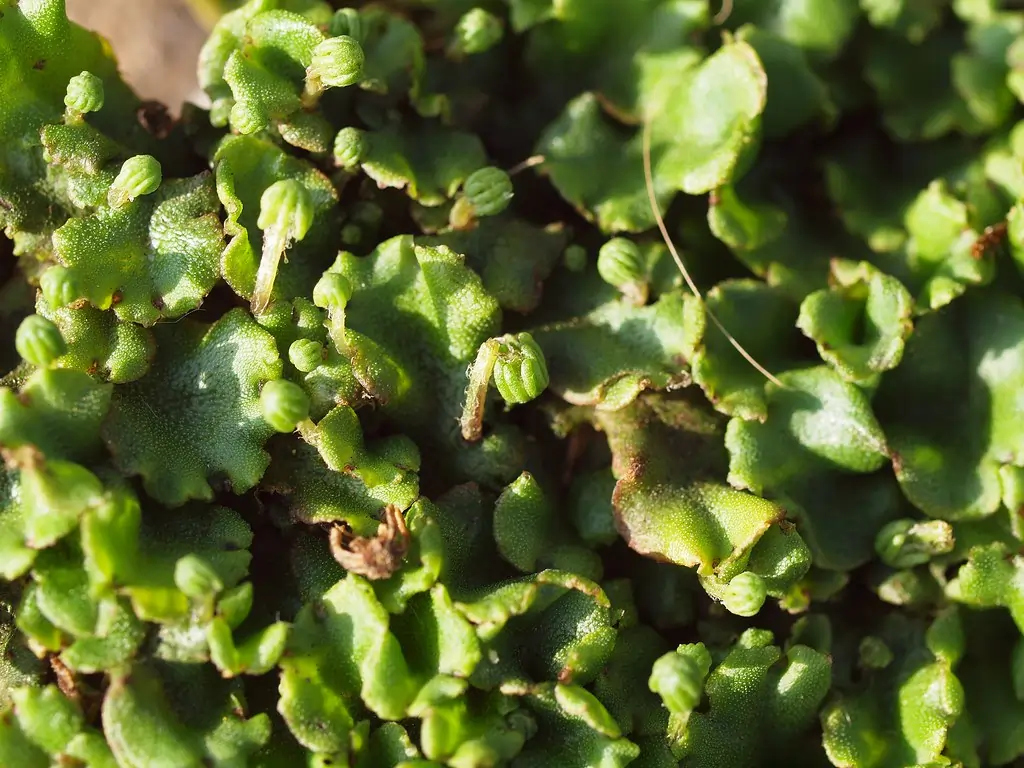 Kingdom Plantae: A Comprehensive Overview of the Plant Kingdom 2 Bryophytes (Non-vascular plants)