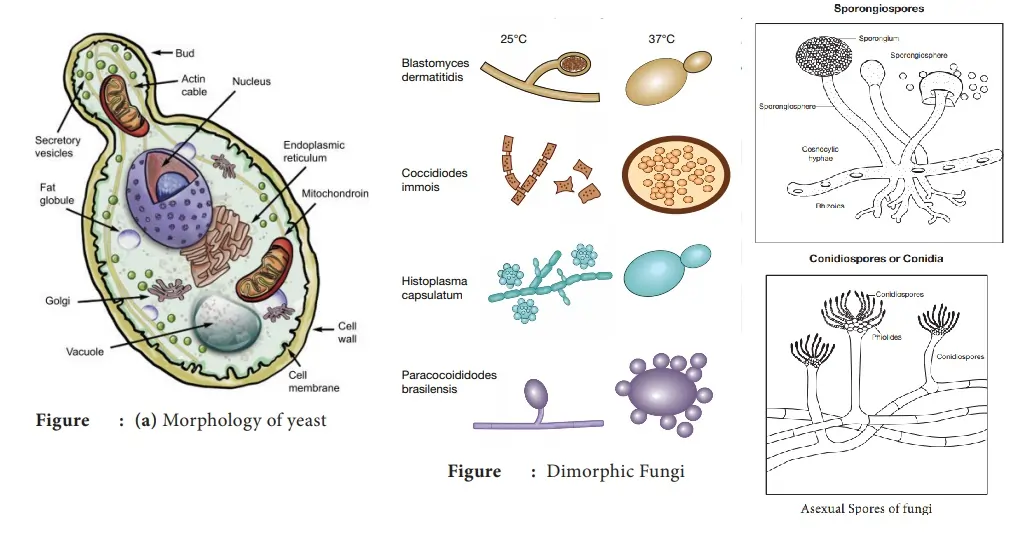 Fungi: Definition, Characteristics, Classification, and Uses 2 Characteristics-of-Fungi