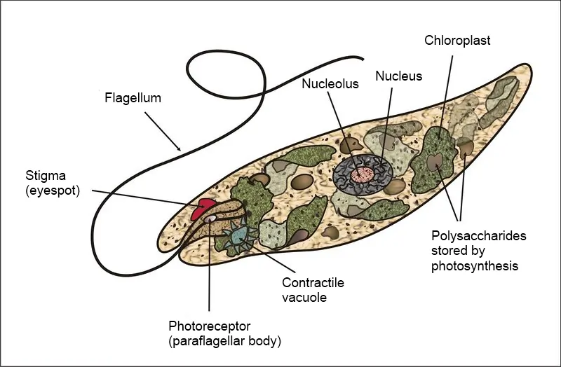 Kingdom Protista: A Diverse Group of Single-Celled Eukaryotes 3 Euglena diagram