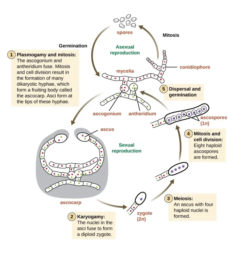 Fungi: Definition, Characteristics, Classification, and Uses 5 Fungi Reproduction Both Sexually and Asexually