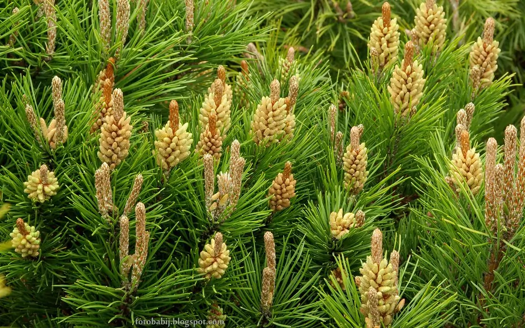 Kingdom Plantae: A Comprehensive Overview of the Plant Kingdom 6 Gymnosperms (Plants with Naked Seeds) Classification of Kingdom Plantae
