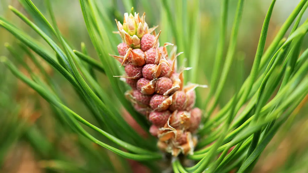 Kingdom Plantae: A Comprehensive Overview of the Plant Kingdom 5 Gymnosperms (Plants with Naked Seeds)