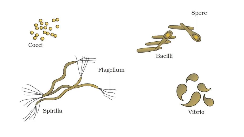 Kingdom Monera: The World of Bacteria 1 Kingdom Monera The World of Bacteria