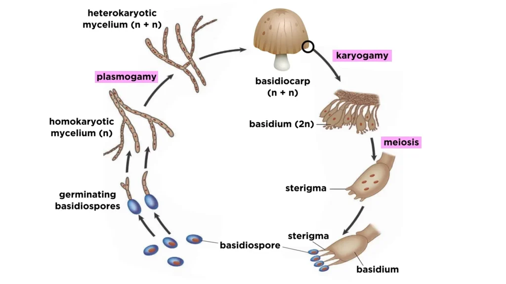 Basidiomycetes: A Comprehensive Study of Club Fungi 3 Life Cycle of Basidiomycetes