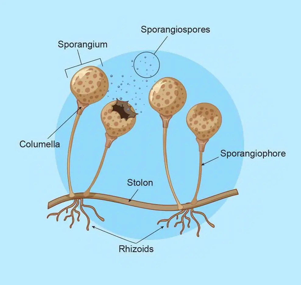 Fungi: Definition, Characteristics, Classification, and Uses 3 Micro Biological Structure of Fungi (Kingdom Fungi)