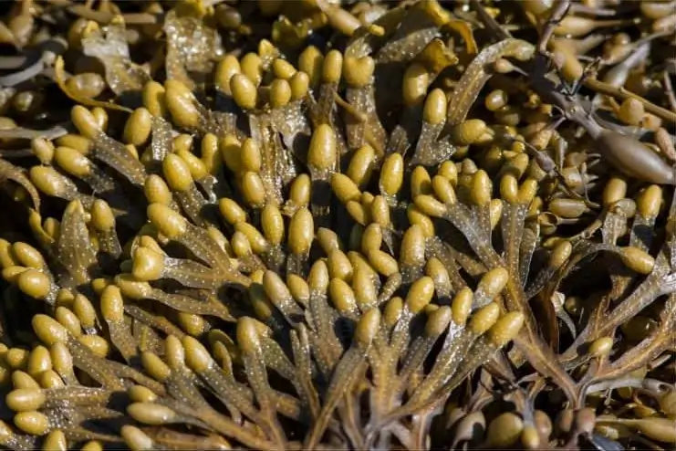Kingdom Plantae: A Comprehensive Overview of the Plant Kingdom 10 Phaeophyta Brown Algae