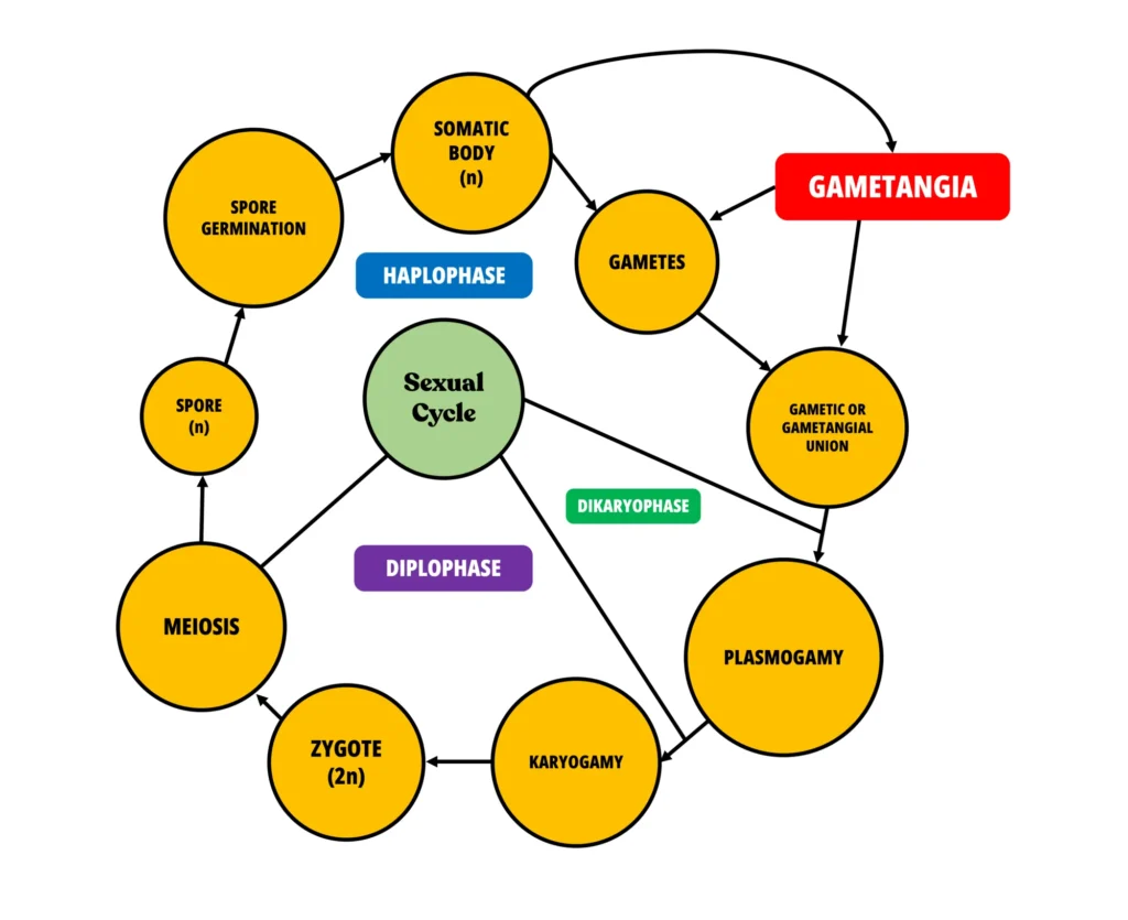 Phycomycetes: A Detailed Exploration of the Lower Fungi 2 Phycomycetes Sexual Life Cycle