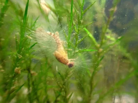 Phycomycetes Water Mold