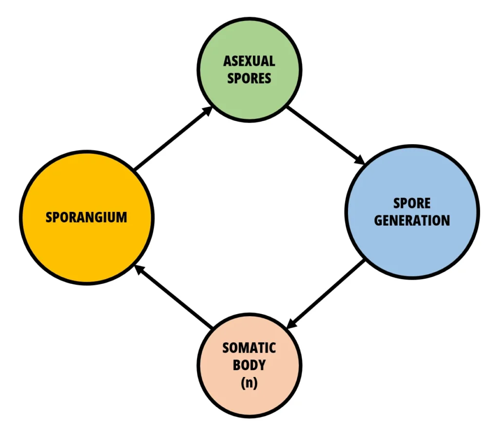 Phycomycetes: A Detailed Exploration of the Lower Fungi 1 Phycomycetes Asexual Life Cycle