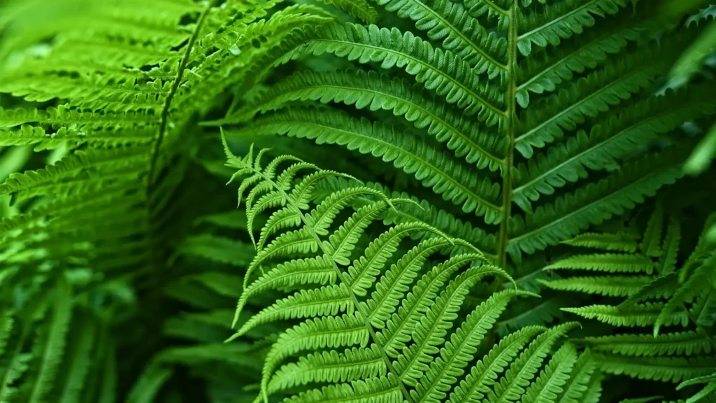 Kingdom Plantae: A Comprehensive Overview of the Plant Kingdom 4 Pteridophytes (Vascular plants without seeds) Classification of Kingdom Plantae