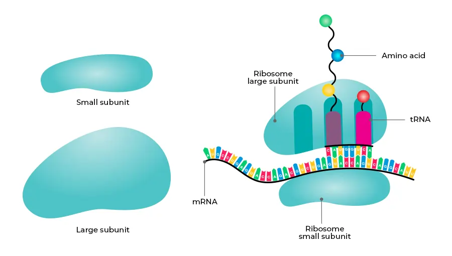 Ribosomes: The Cellular Machinery for Protein Synthesis 2 Ribosomes Graphical Interpretation