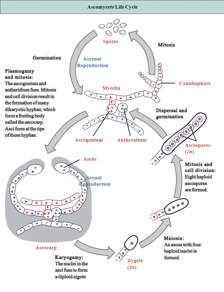 Ascomycetes – A Detailed Exploration of Characteristics, Reproduction, and Importance 1 Sexual and Asexual Reproduction in Ascomycetes
