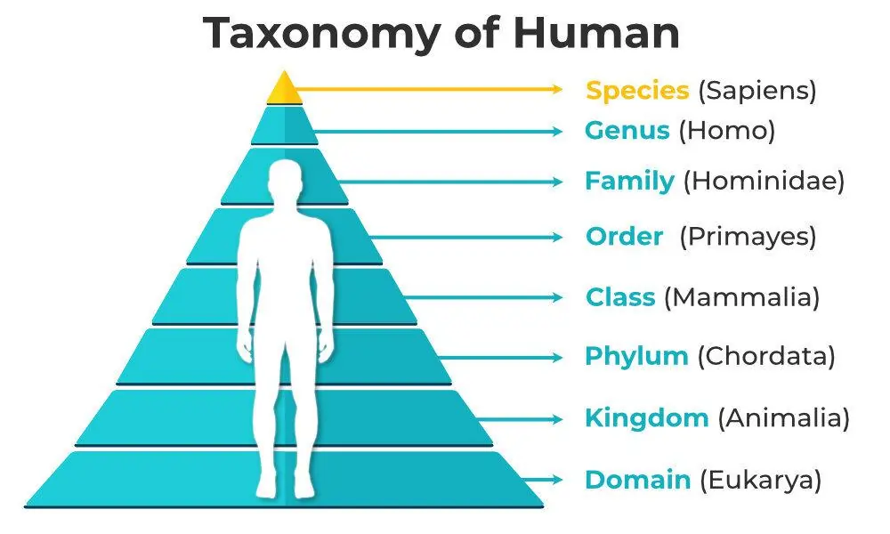 The Diversity of Life: Understanding Taxonomy, Classification, and Systematics 1 Taxonomy of Human
