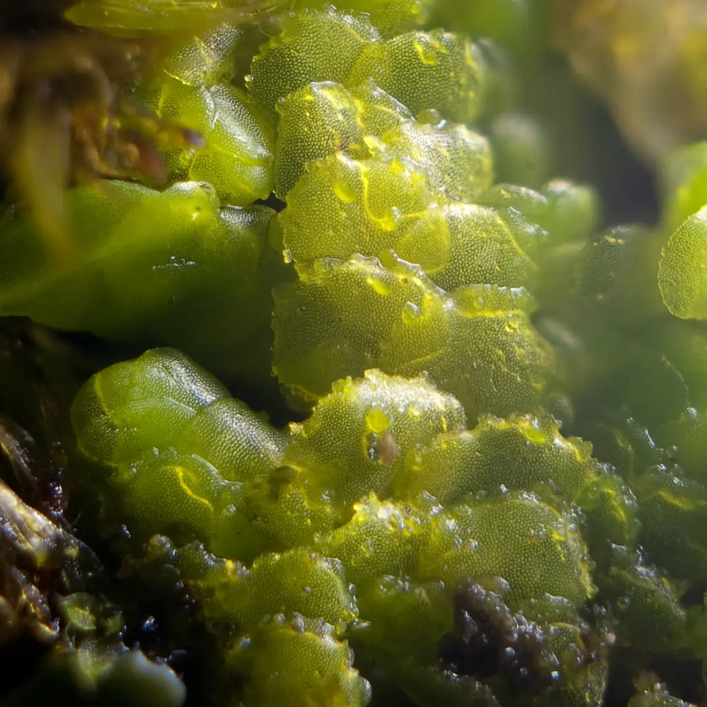 Kingdom Plantae: A Comprehensive Overview of the Plant Kingdom 9 Thallophyta