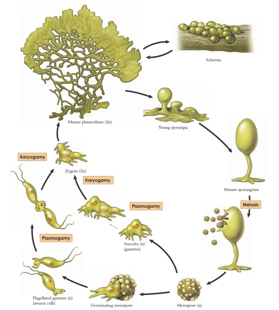 Slime Moulds: A Comprehensive Overview 3 The Life Cycle of Slime Moulds