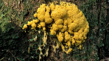 Yellow Fungus Slime Moulds
