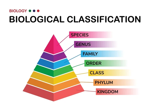 Binomial Nomenclature: Definition, Rules, Classification, and Examples 1 Biology Diagram Show Biological Classification