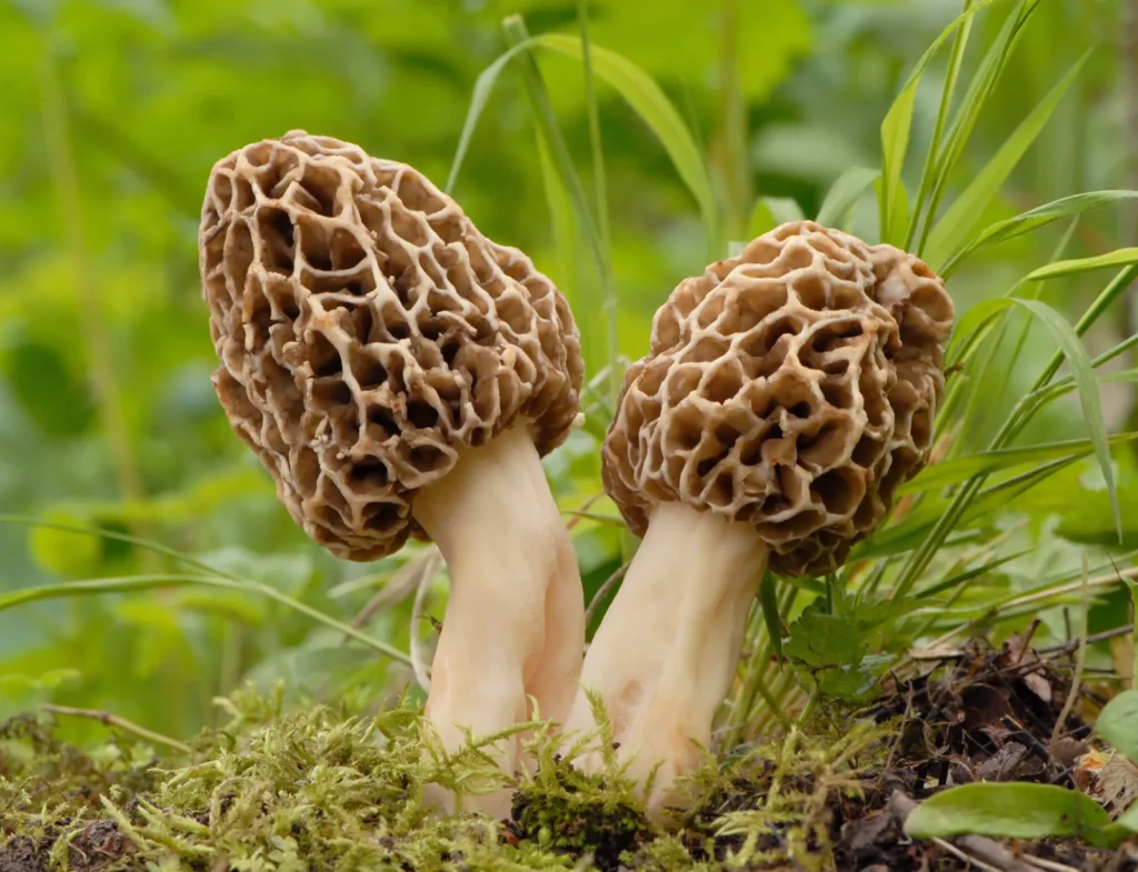 Ascomycetes – A Detailed Exploration of Characteristics, Reproduction, and Importance 2 Morel mushroom forest floor