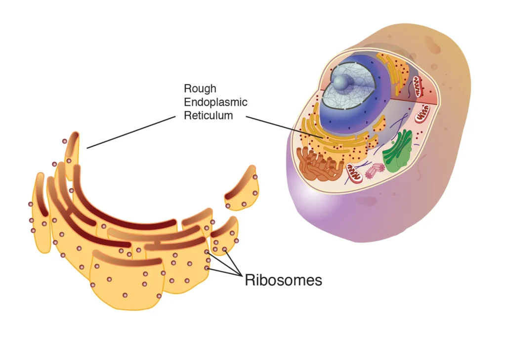 Ribosomes: The Cellular Machinery for Protein Synthesis 1 ribosomes diagram