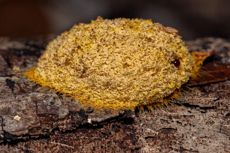 Slime Moulds: A Comprehensive Overview 1 True slime moulds genus fuligo
