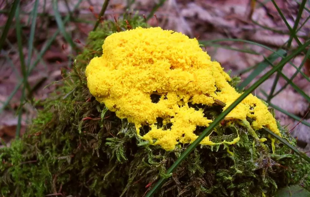 Slime Moulds: A Comprehensive Overview 2 Yellow fungus dog vomit slime moulds