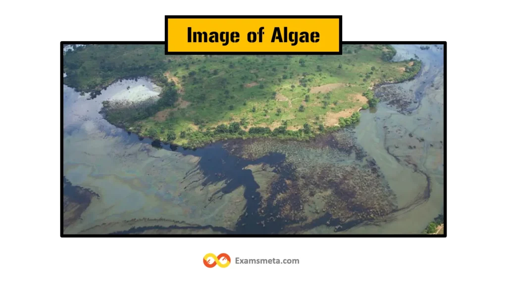 The Comprehensive Guide to Algae: Definition, Characteristics, Types, and Importance 1 Algae are photosynthetic organisms, ranging from microscopic phytoplankton to larger seaweeds, found in aquatic environments.