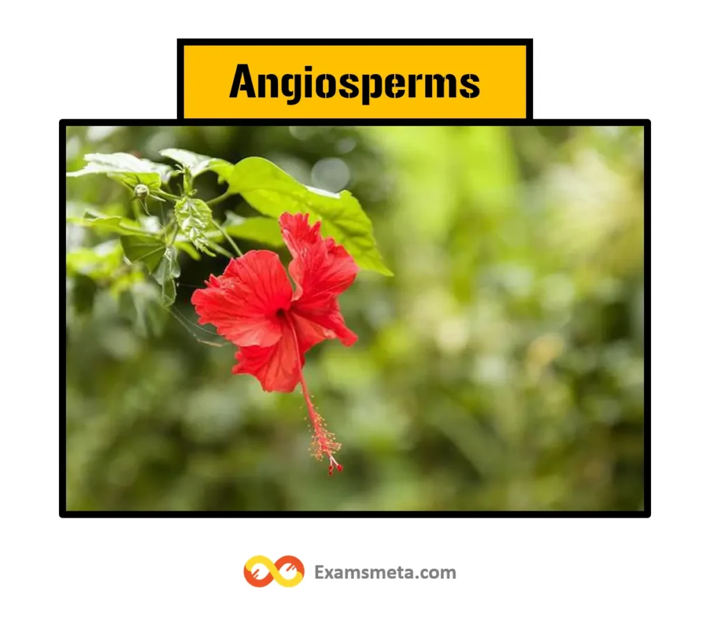 Understanding the Plant Kingdom: A Comprehensive Exploration of Kingdom Plantae 6 Angiosperms are highly developed and the most advanced plants in the plant kingdom. They are plants with sporophytes organized into flowers