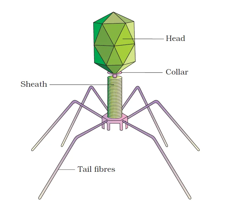 Exploring the Complex World of Viruses, Viroids, Prions, & Lichens 2 Bacteriophage