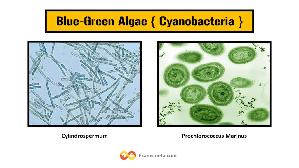 The Comprehensive Guide to Algae: Definition, Characteristics, Types, and Importance 6 Blue-green algae, also known as cyanobacteria, are prokaryotic organisms that share similarities with bacteria rather than true algae