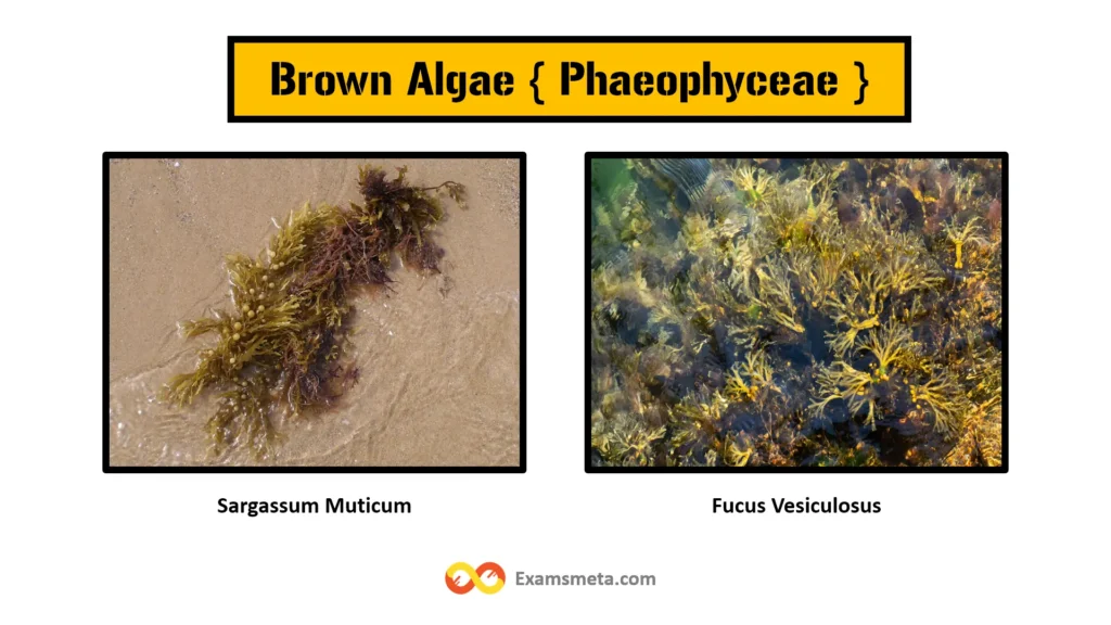 The Comprehensive Guide to Algae: Definition, Characteristics, Types, and Importance 5 Brown algae, or Phaeophyta, are a group of multicellular marine algae known for their distinctive brown coloration, primarily due to the pigment fucoxanthin