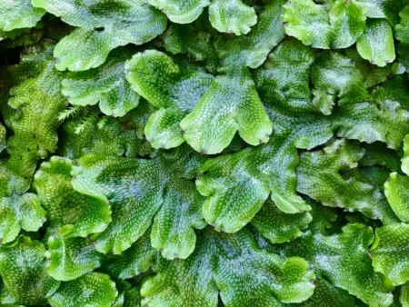 Bryophytes A Comprehensive Exploration of the Amphibians of the Plant Kingdom