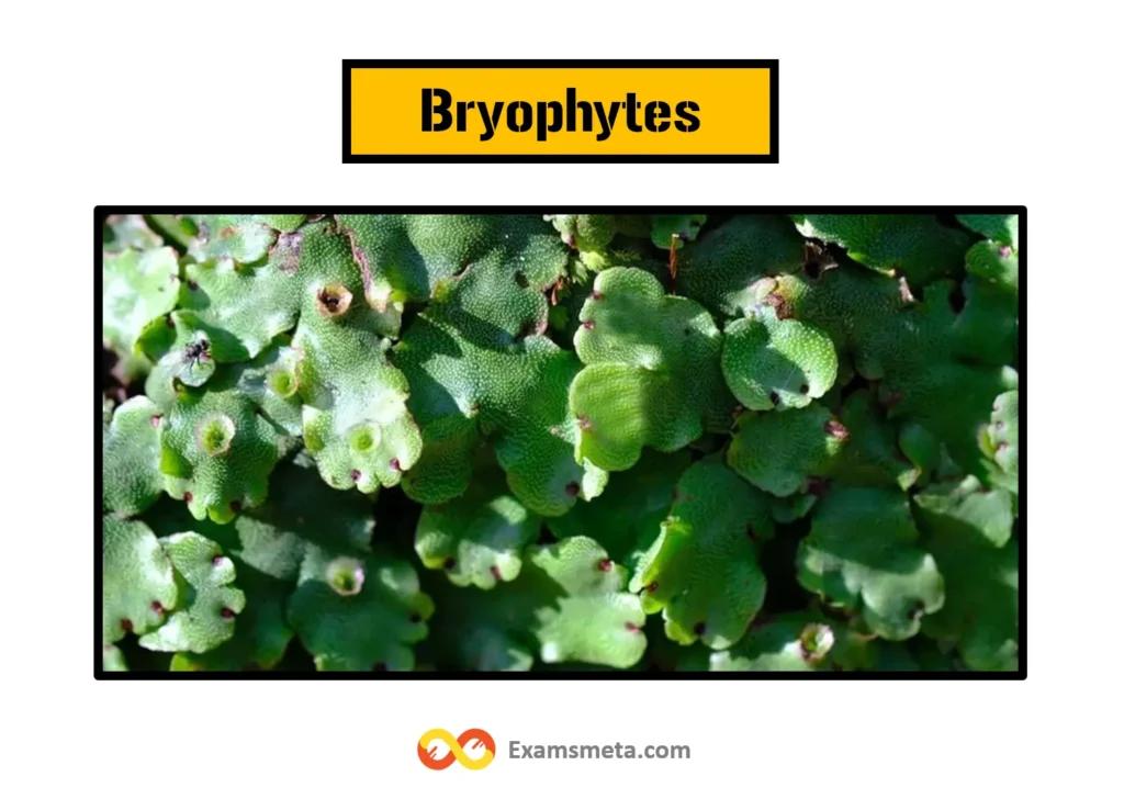 Understanding the Plant Kingdom: A Comprehensive Exploration of Kingdom Plantae 3 Bryophytes are called amphibians of the plant kingdom because they require water for fertilization