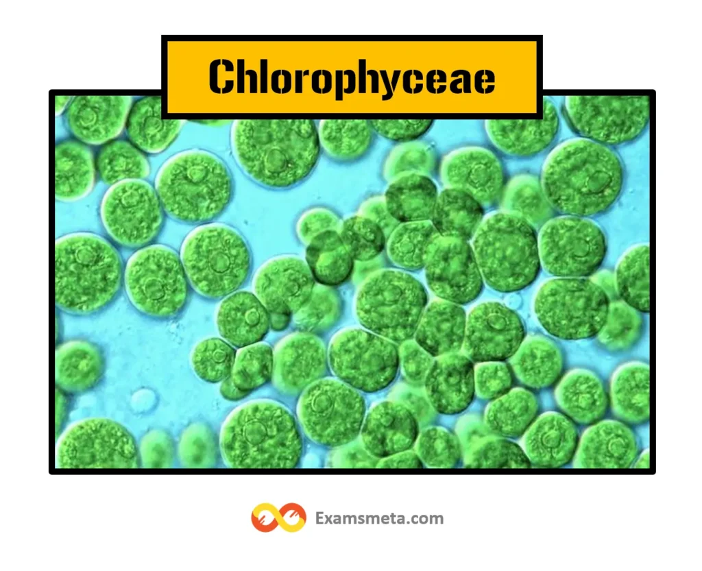 Comprehensive Overview of Chlorophyceae: Detailed Classification, Structure, & Reproductive Mechanisms 1 Chlorophyceae