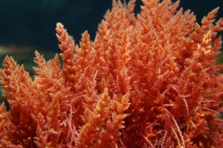 Comprehensive Guide to Ancient Rhodophyceae (Red Algae) of the Marine World