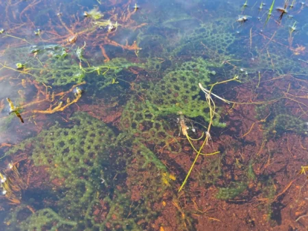 Comprehensive Overview of Chlorophyceae Detailed Classification, Structure, & Reproductive Mechanisms