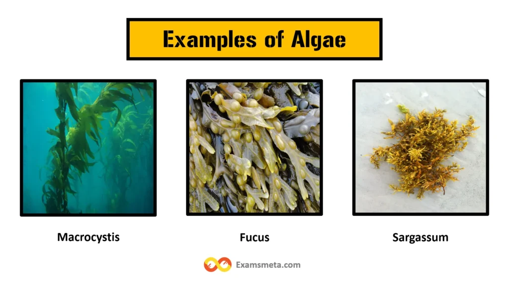 The Comprehensive Guide to Algae: Definition, Characteristics, Types, and Importance 2 Examples of Algae