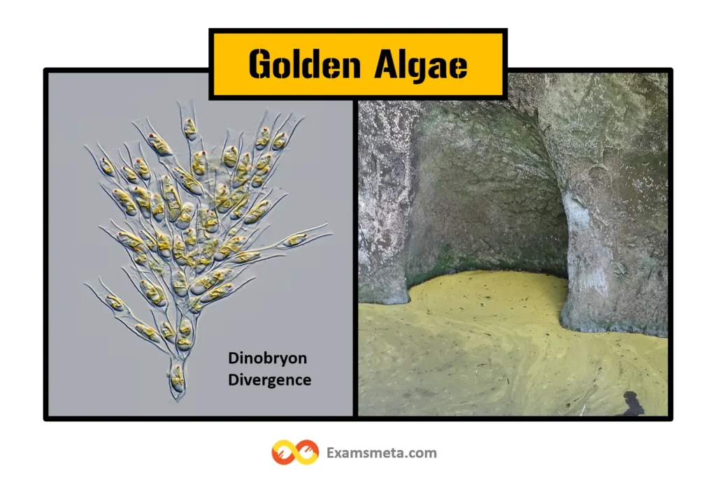 The Comprehensive Guide to Algae: Definition, Characteristics, Types, and Importance 7 Golden Algae