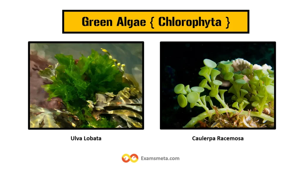 The Comprehensive Guide to Algae: Definition, Characteristics, Types, and Importance 3 Green algae belong to the phylum Chlorophyta and are characterized by their green pigmentation, which results from the presence of chlorophyll a and chlorophyll b