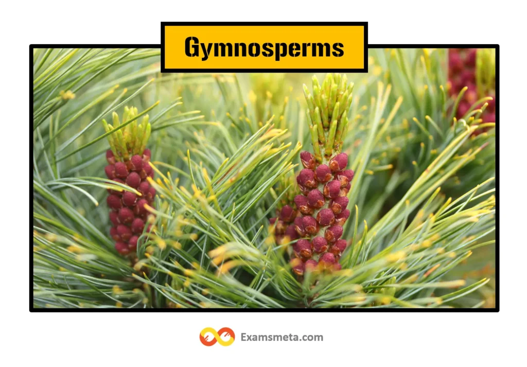 Understanding the Plant Kingdom: A Comprehensive Exploration of Kingdom Plantae 5 Gymnosperms are naked-seeded plants. The plants are woody, perennial, and range from tall trees to dwarf shrubs