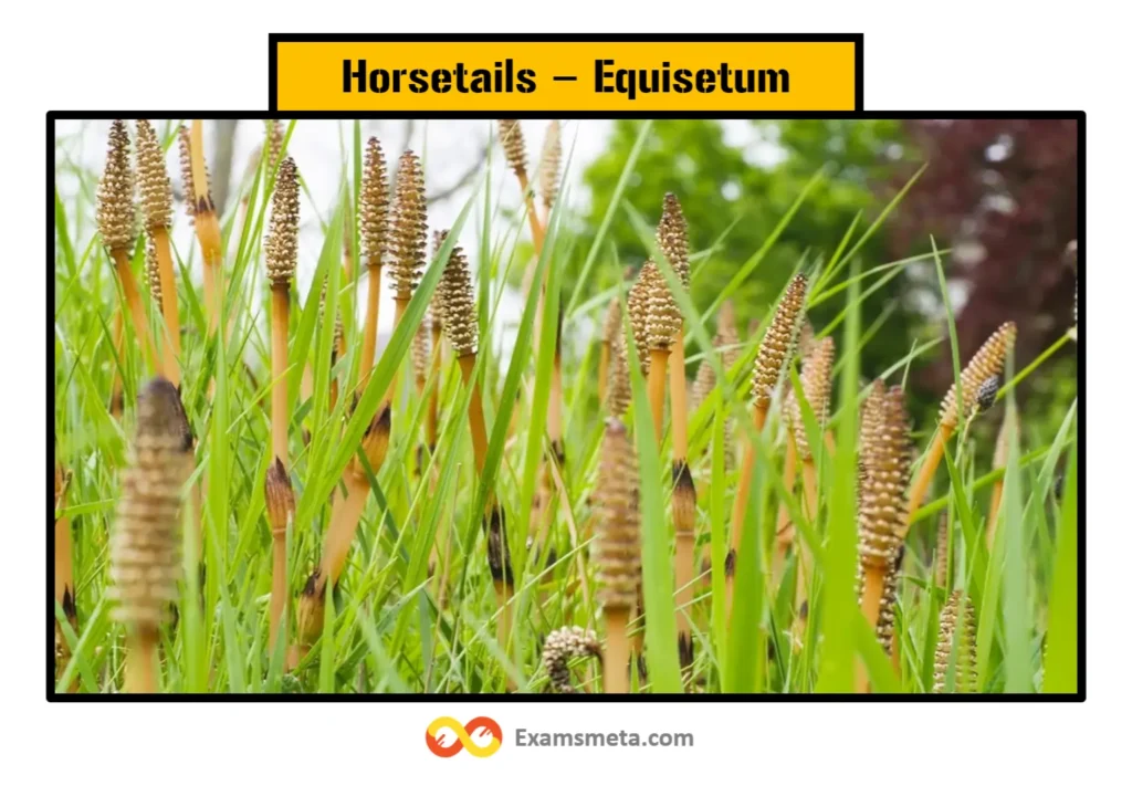 Pteridophytes: A Comprehensive Guide to its Characteristics, Classification, Life Cycle, and Importance 4 Horsetails (Equisetum)