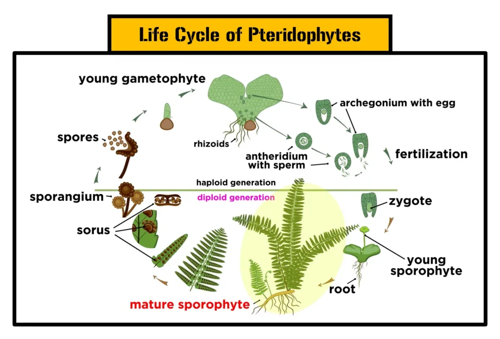 Pteridophytes: A Comprehensive Guide to its Characteristics, Classification, Life Cycle, and Importance 6 Life-Cycle of Pteridophytes
