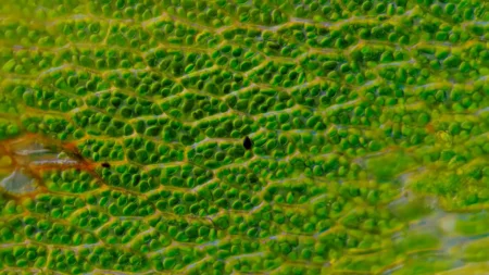 Mosses: The Comprehensive Guide to its Biology, Classification, and Significance