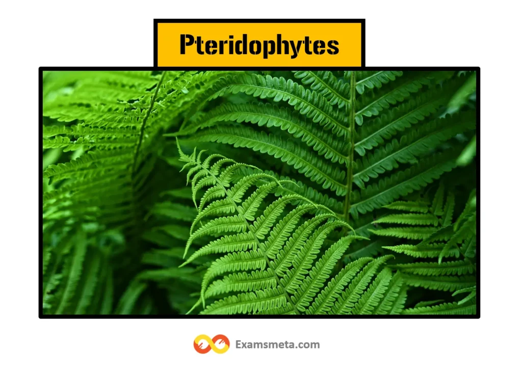 Understanding the Plant Kingdom: A Comprehensive Exploration of Kingdom Plantae 4 Pteridophytes are known as the snake in the Botanical world. They are the first land plants with a vascular system. They are used for both medicinal and ornamental purposes.
