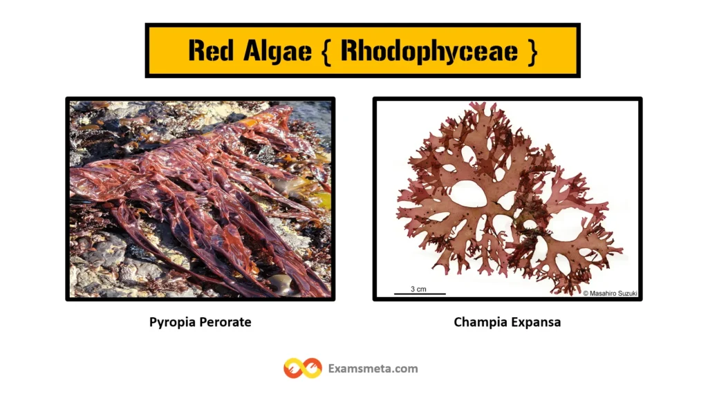 Rhodophyceae: Comprehensive Guide to Ancient Red Algae of the Marine World 3 Red algae, also known as Rhodophyta, are distinguished by their red pigmentation, which is due to the presence of phycoerythrin
