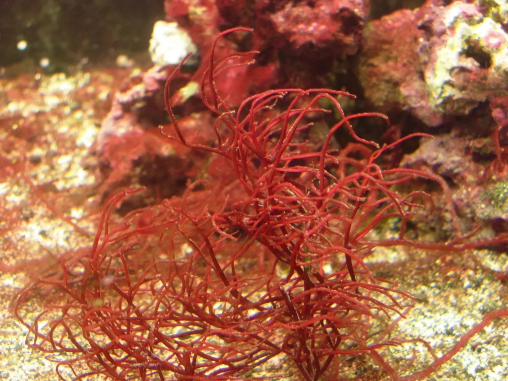 Rhodophyceae: Comprehensive Guide to Ancient Red Algae of the Marine World 4 Rhodophyceae Comprehensive Guide to Ancient Red Algae of the Marine World