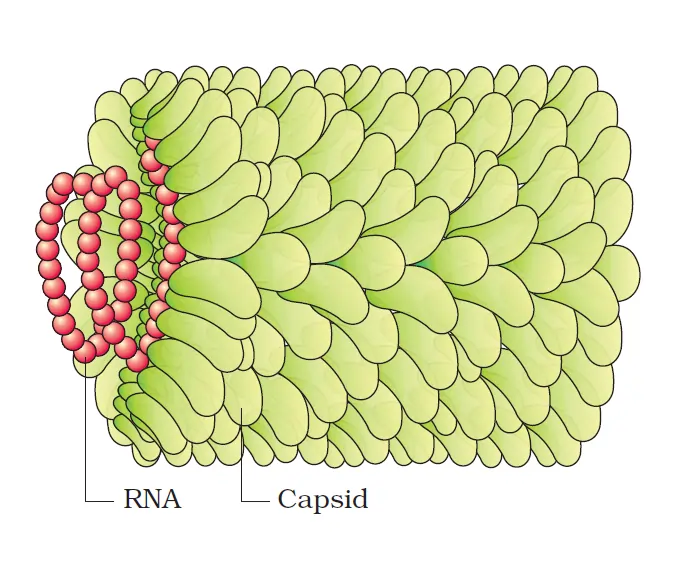 Exploring the Complex World of Viruses, Viroids, Prions, & Lichens 1 Tobacco Mosaic Viruses